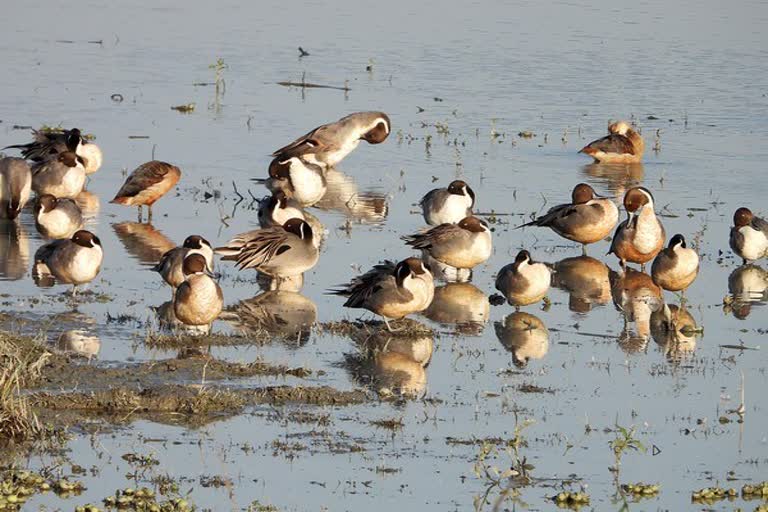 Bird flu confirmed in Delhi after testing eight samples