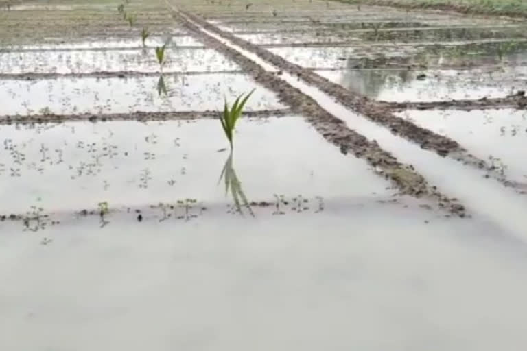 The government should do to provide compensation to damaged Manila crops