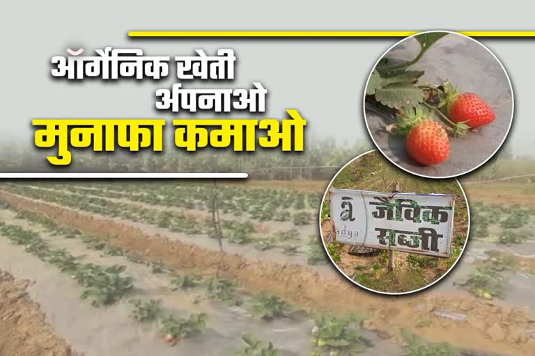 organic farming in bhojpu