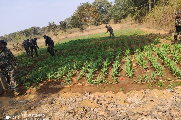 Police destroyed illegal crops in khunti