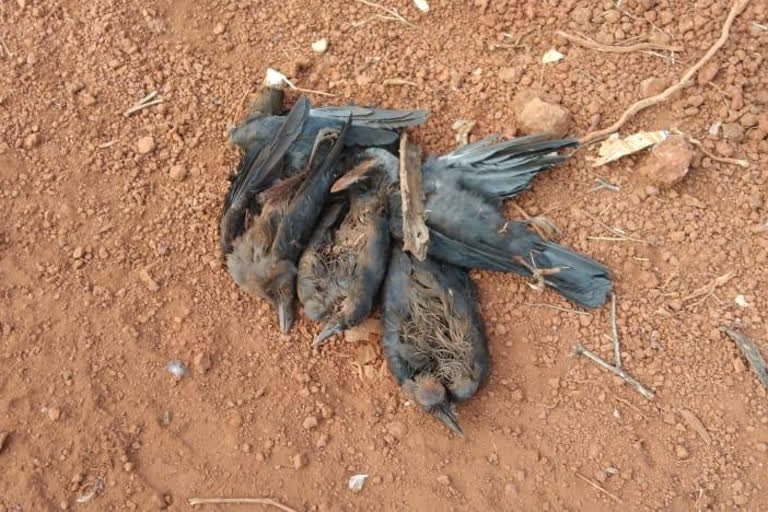 death of crows at dapoli damping ground by bird flu in ratnagiri