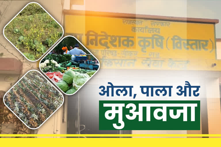 सीकर ओलावृष्टि सब्जी फसल खराबा,  सीकर फसल खराबा मुआवजा,  Sikar Vegetable Crop Loss,  Sikar Hail Farmers Compensation,  Sikar farmer news,  Sikar Hail Vegetable Crop Dust