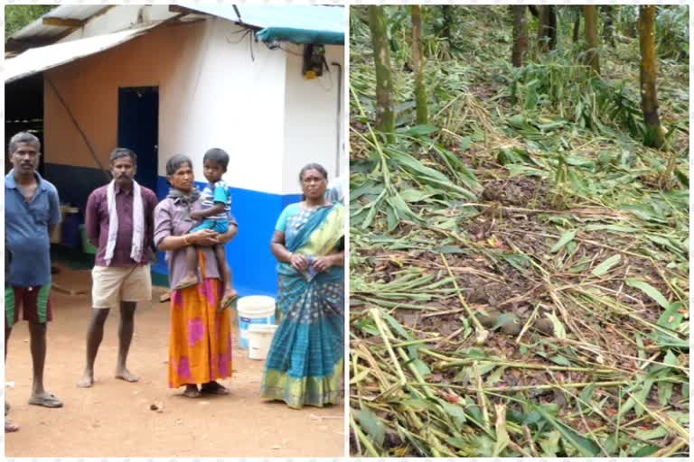 wild elephant attack in chinnakanal  idukki  idukki local news  ചിന്നക്കനാൽ മുത്തമ്മാൾ കോളനിയിൽ കാട്ടാനശല്യം രൂക്ഷം  ഇടുക്കി  ഇടുക്കി പ്രാദേശിക വാര്‍ത്തകള്‍  കാട്ടാനശല്യം രൂക്ഷം