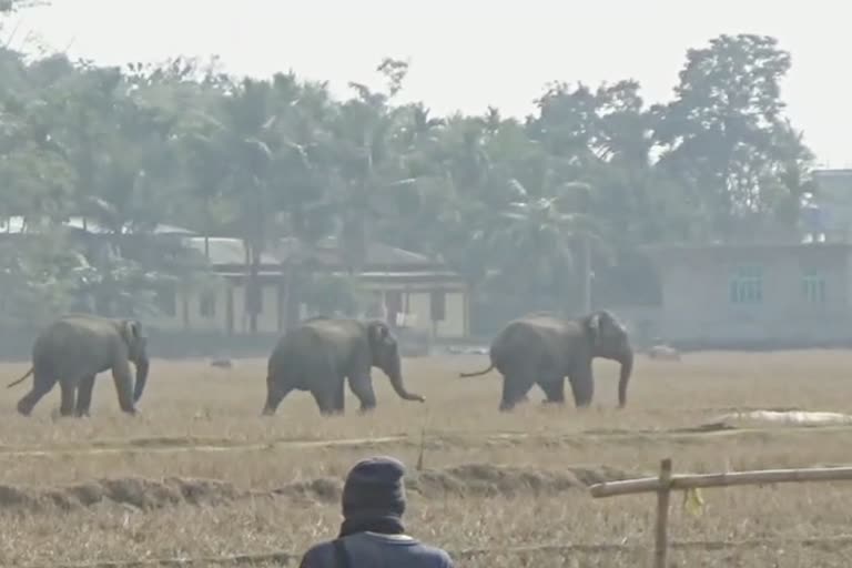 elephant-terror-near-hojai-town-amid-sunlight