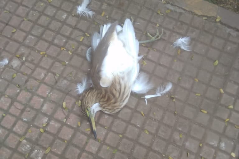 Out of 15 dead herons, 5 herons died due to bird flu