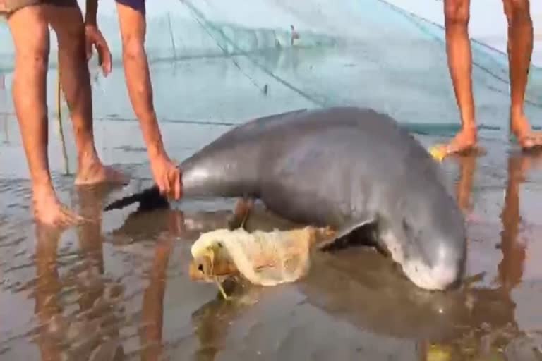 Finless Porpoise fish Palghar