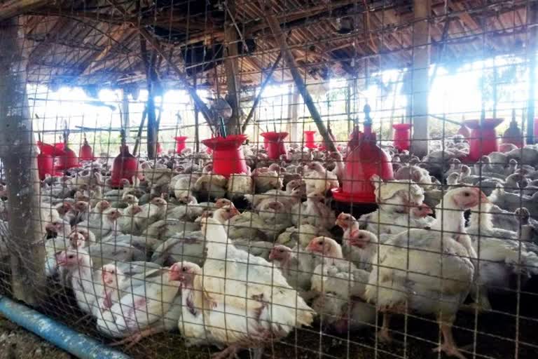 twenty thousand chickens killed after bird flu threat in panchkula