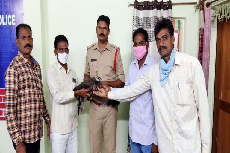 villagers-saved-the-national-bird-lives-in-warangal-rural-district