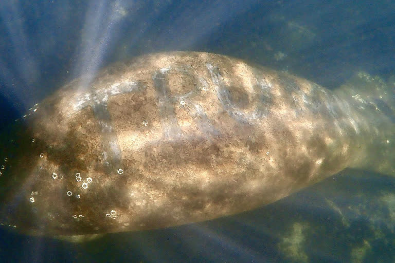 Manatee with 'Trump' etched into its back spotted in US