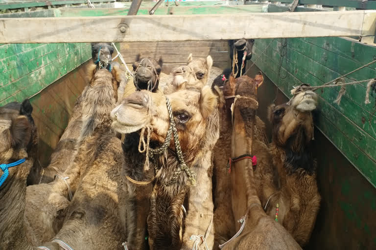 Camel loaded truck seized in Pakur