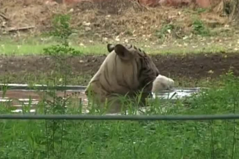 बर्ड फ्लूमुळे प्राणीसंग्रहालय राहणार बंद