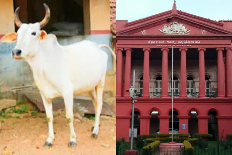 PIL Against Cow Slaughtering Ordinance: HC issued notice to Government  pil against cow Slaughtering ordinance  കന്നുകാലി കശാപ്പ് ഓർഡിനൻസ്  കന്നുകാലി കശാപ്പ് വിരുദ്ധ ഓർഡിനൻസിനെതിരെ പൊതുതാൽപര്യ ഹർജി  ചീഫ് ജസ്റ്റിസ് എ.എസ്.ഓക  കർണാടക സർക്കാരിന് ഹൈക്കോടതി നോട്ടീസ്