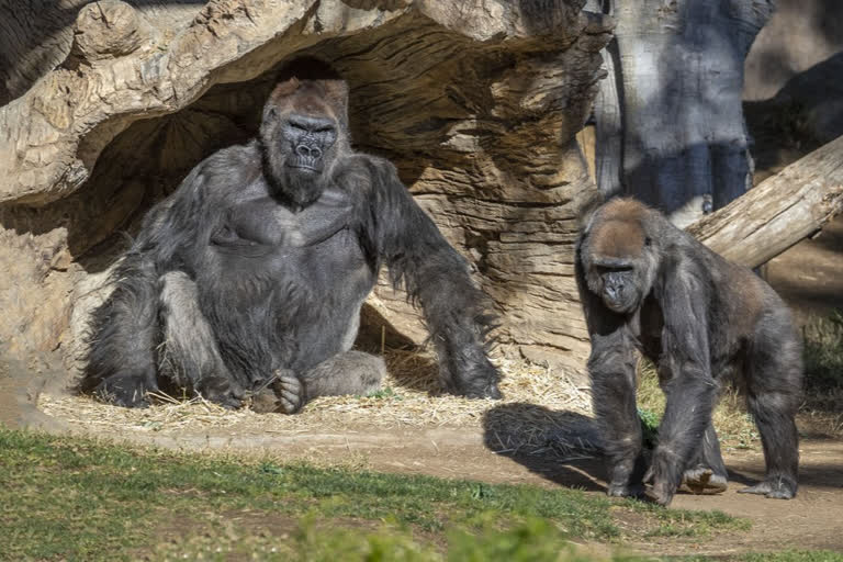 Gorillas test positive for Covid at San Diego park