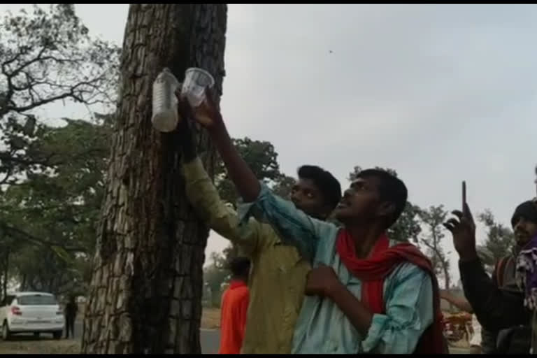 Water stream is coming out of the tree in Chhindwara