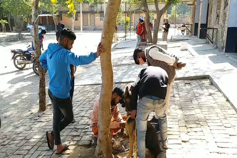 Pigeon died in Alwar, अलवर में कबूतर की मौत