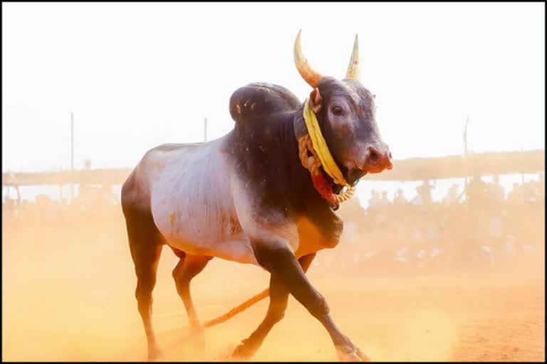 permission-to-jallikattu-4-more-districts-in-tamil-nadu