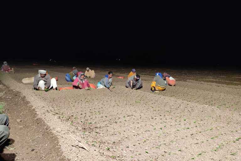 Onion cultivation at night in many villages of Yeola