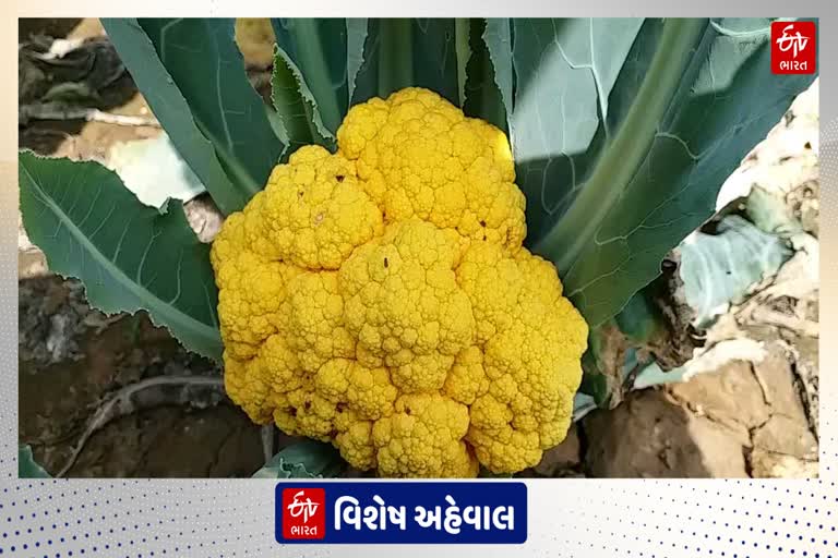 રોગ પ્રતિકારક શક્તિ વધારતા શાકભાજી