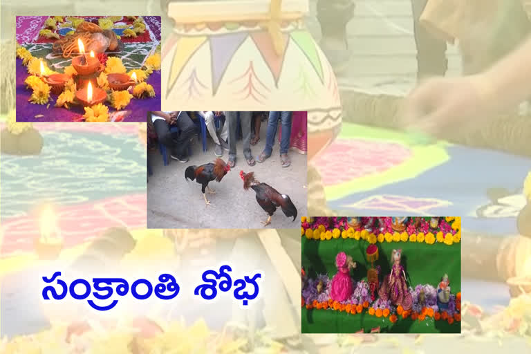 grandly-sankranthi-celebration-overall-in-andhrapradhesh