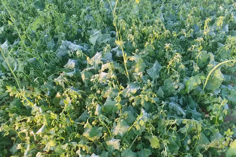 Risk of frost on crops in Sikar, सीकर में तापमान माइनस में