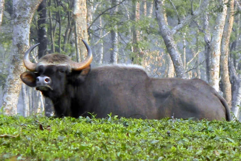 bison attack