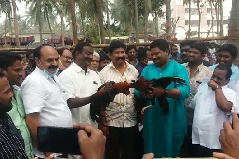 MLA chirla jaggireddy started cock betting