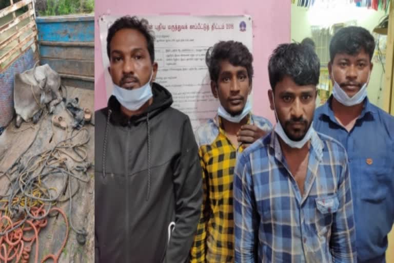 Four arrested for stealing wild cows near Paramakudi