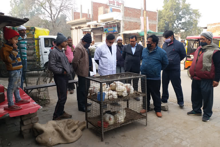 bird flu in hardoi