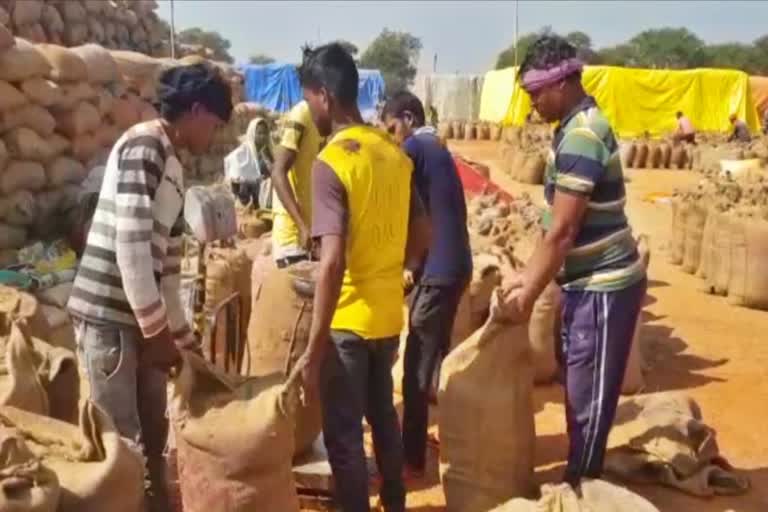 paddy purchase in dhamtari