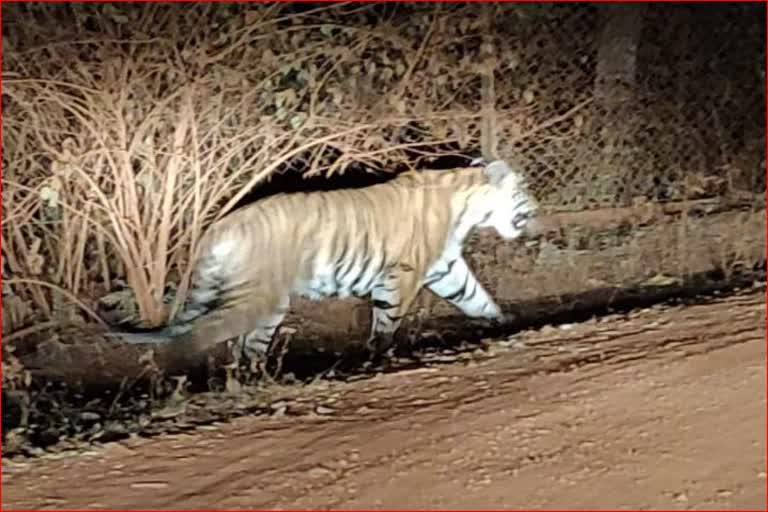 corbett-national-park-ramnagar