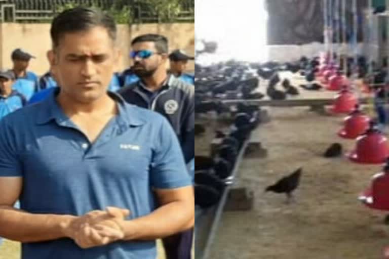 no-delivery-of-chicks-in-ms-dhoni-farm-from-jhabua