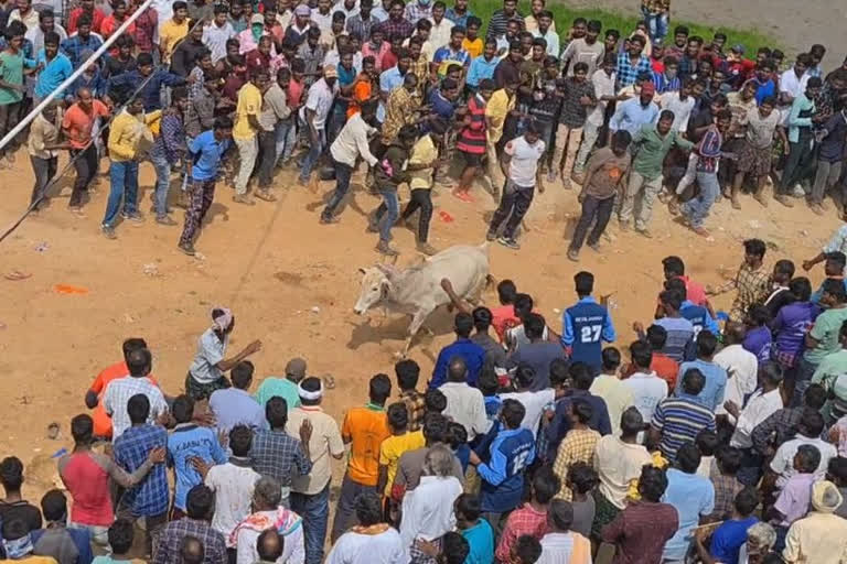 jallicattu celebrations at anupally