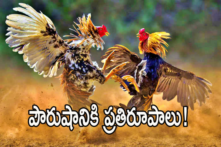 cock fight in andhrapradesh