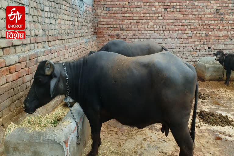 learn-from-the-deputy-director-of-karnal-animal-husbandry-department-how-to-take-care-of-dairy-cattle-in-winter