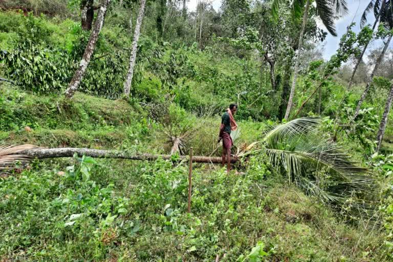 tress fell downs due to heavy wind and storms