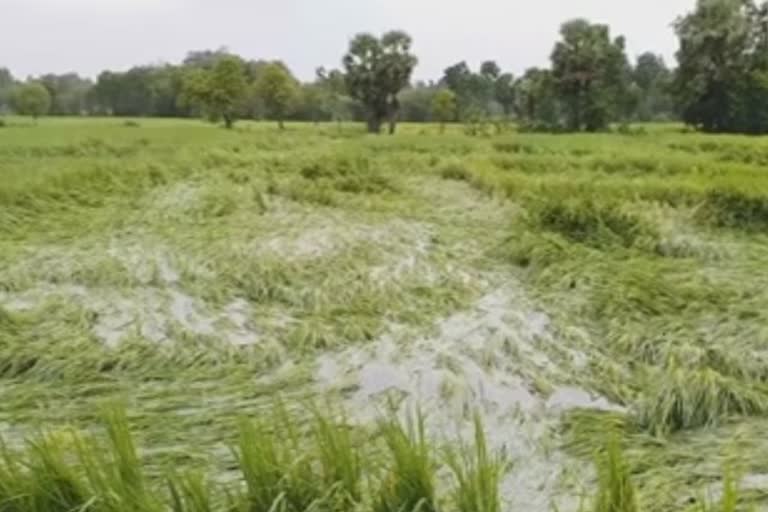 நெற்பயிர்கள் மழைநீரில் முழ்கி நாசம்