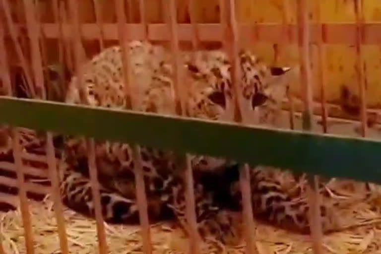 guldar cub imprisoned in saharanpur