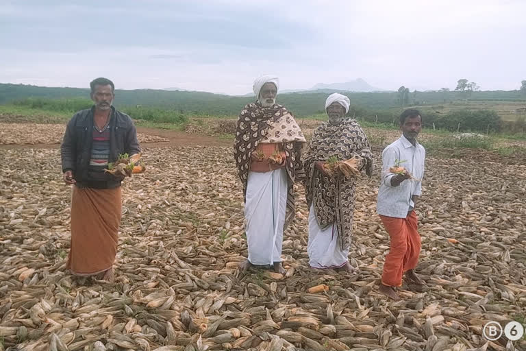 மக்காச்சோளம் சேதம்