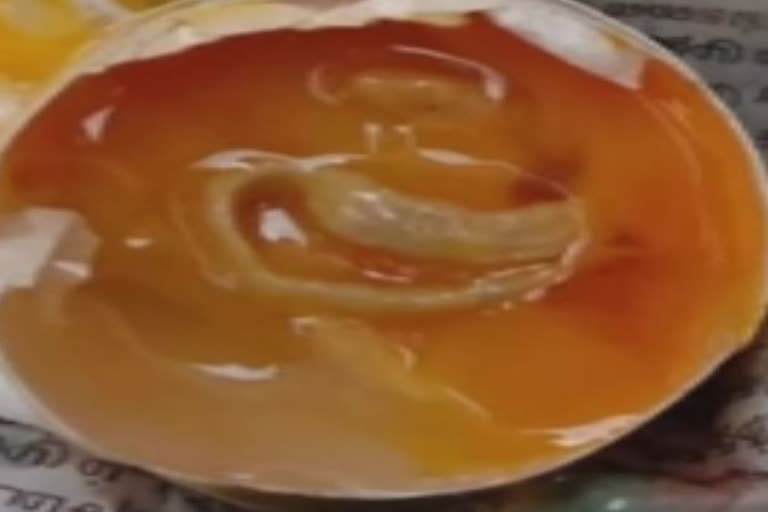 Snake cub found inside a egg in Kancheepuram