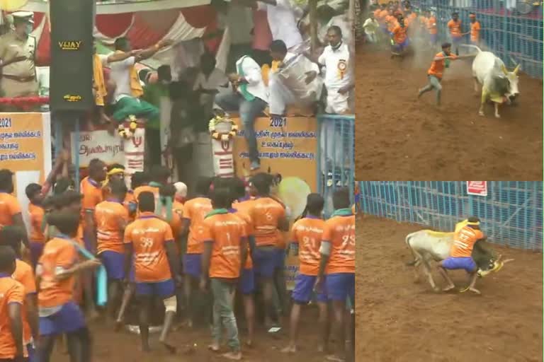 Jallikattu