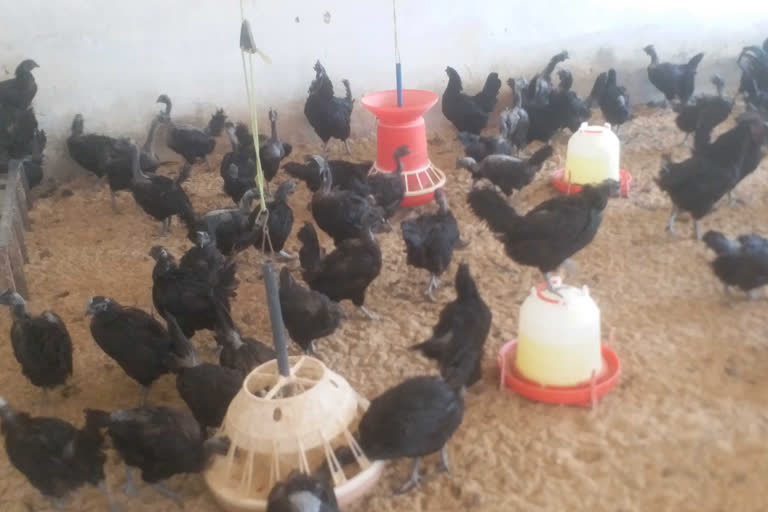 kadaknath chickens buried