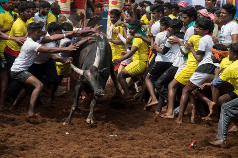 Madurai avaniypuram Jallikattu two round updates