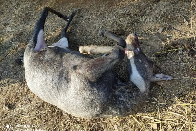 Neelgai found dead near betla national park