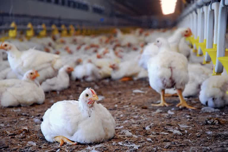 Ghazipur chicken market