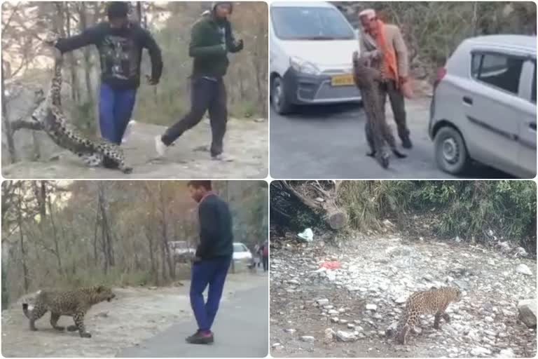 viral video of leopard playing with people