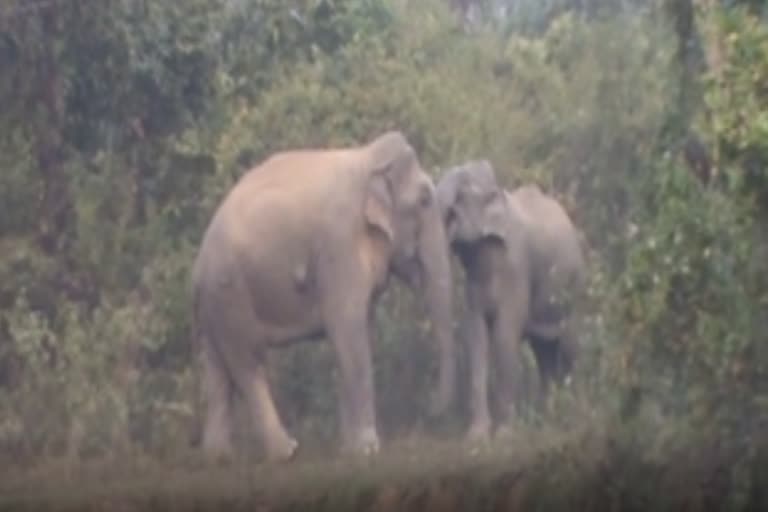 nagaon-elephants-terror