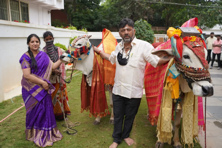 ಗೋಪೂಜೆ ನೆರವೇರಿಸಿದ ಡಿಕೆಶಿ ದಂಪತಿ