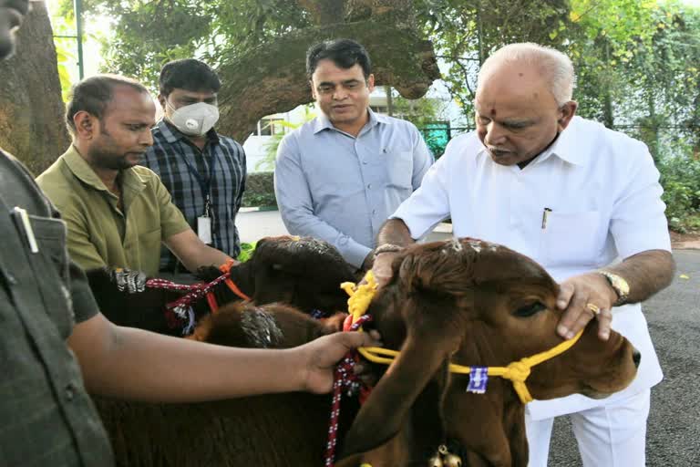 sankranti-festival-celebration-in-cm-yadiyurappa-home