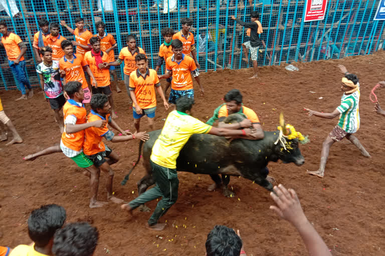 அவனியாபுரத்தில் அசத்திய உதயநிதியின் காளைகள்