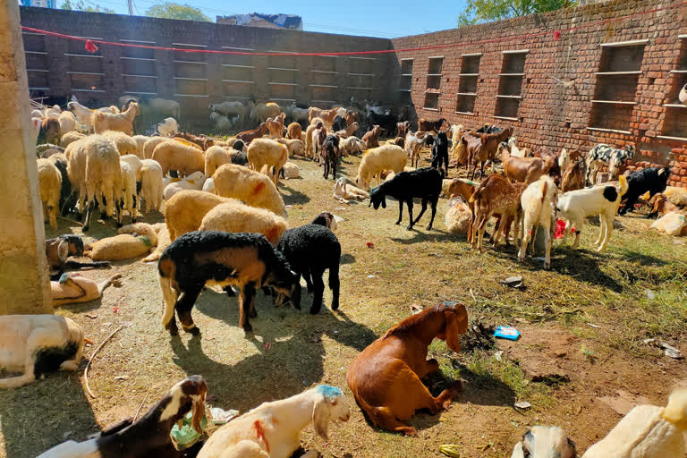 Animal cruelty act, प्रतापगढ़ की ताजा हिंदी खबरें, 13 trucks filled with sheep and goats